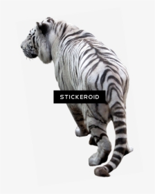 Transparent Tiger Png - Picsart Png Background Tiger, Png Download, Transparent PNG