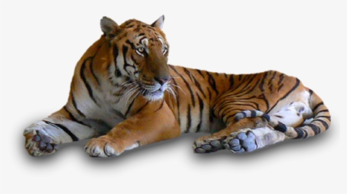 4256455157, Tigers - Tigers In Black And White, HD Png Download, Transparent PNG