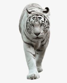 White Tiger Png - Transparent White Tiger Png, Png Download, Transparent PNG