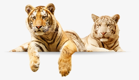 Tigers - Tigers Png, Transparent Png, Transparent PNG