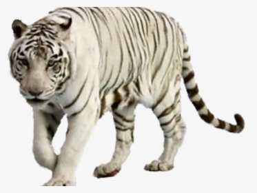 White Tiger Png Transparent Images - Transparent White Tiger Png, Png Download, Transparent PNG