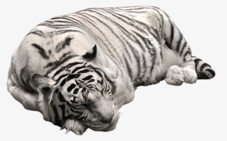 White Tiger Png Pictute - White Tiger Png, Transparent Png, Transparent PNG