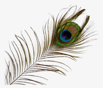 Peacock Feather Png Transparent Images - Transparent Background Peacock Feather Png, Png Download, Transparent PNG