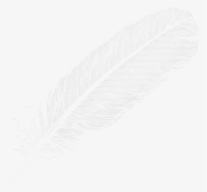 Feather - Large White Feather Png, Transparent Png, Transparent PNG
