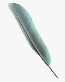 Bird Feathers Png - Feather Bird Pen Png, Transparent Png, Transparent PNG