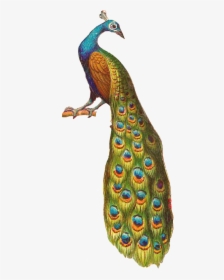 Krishna Flute With Peacock Feather Png Download - Peacock Sitting On Tree, Transparent Png, Transparent PNG