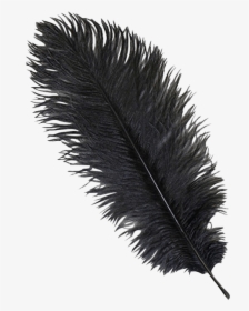 Black Ostrich Feather Plume - Transparent Ostrich Feathers Png, Png Download, Transparent PNG