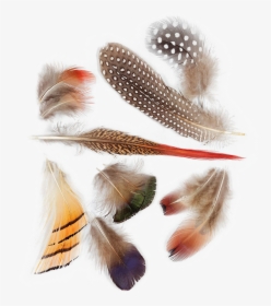 Bird Feather Png Background Image - Bird Feathers, Transparent Png, Transparent PNG