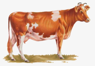 Cow Png - Transparent Background Cow Png, Png Download, Transparent PNG