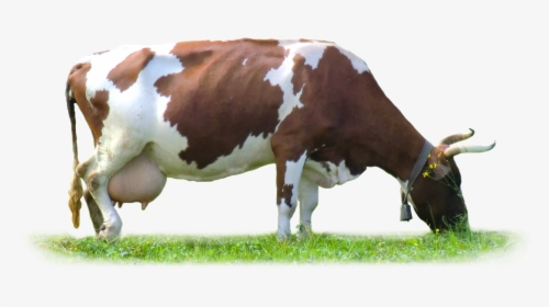 Cow Png , Png Download - Cow Images Hd Png, Transparent Png, Transparent PNG