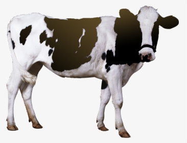 Cow Png Free Pic - Cow De Horn Machine, Transparent Png, Transparent PNG