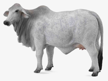 White Cow Png Image Background - White Cow Transparent Background, Png Download, Transparent PNG