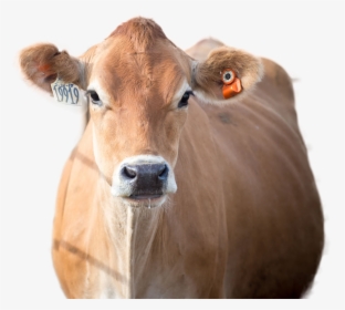 Cow Png Image - Working Animal, Transparent Png, Transparent PNG