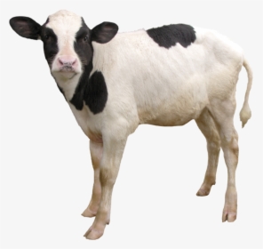 Cow Png, Download Png Image With Transparent Background, - Transparent Calf Png, Png Download, Transparent PNG