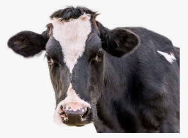 Cow Png Image - Black And White Cow Face Up Close, Transparent Png, Transparent PNG