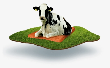 Cow Laying On The Dutch Mountain Mattress - Крс Пнг, HD Png Download, Transparent PNG