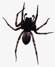 Large Black Spider - Spider Png, Transparent Png, Transparent PNG