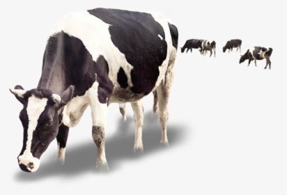 Dairy Cattle Milk Calf Dairy Cattle - Cow And Calf Png, Transparent Png, Transparent PNG