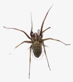 Spider Png Free Download - Insect, Transparent Png, Transparent PNG