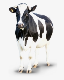 50624 - Clipart Transparent Background Cow, HD Png Download, Transparent PNG