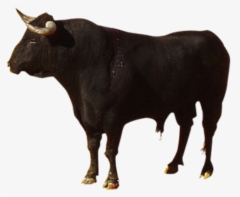 Highland Cattle Camargue Spanish - Highland Cow Png, Transparent Png, Transparent PNG