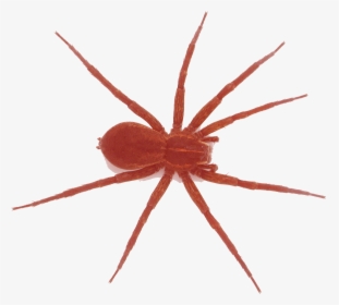 Spider , Png Download - Araneus Cavaticus, Transparent Png, Transparent PNG
