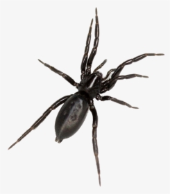 Critically Endangered Spider Found In Haachts Broek - Black Tegenaria, HD Png Download, Transparent PNG