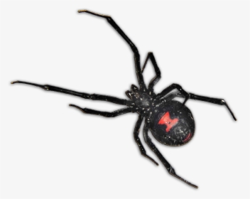 Black Widow Spider South Africa, HD Png Download, Transparent PNG