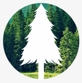 Transparent Forest Png - Christmas Tree, Png Download, Transparent PNG