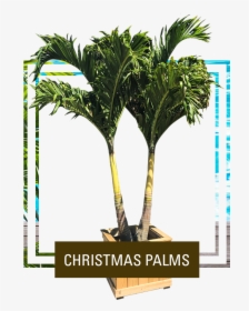 Picture - Palm Tree, HD Png Download, Transparent PNG