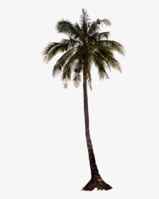 Palm Tree Png, Palm Trees, Tree Render, Photoshop, - Palm Tree Photoshop Png, Transparent Png, Transparent PNG