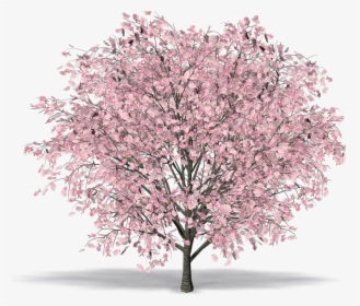 Cherry Blossom - Cherry Tree Free 3d Model, HD Png Download, Transparent PNG
