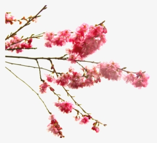 High Quality Cherry Blossom Cliparts, HD Png Download, Transparent PNG