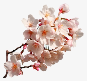 Transparent Sakura Flower Clipart - Cherry Blossom Sakura Png, Png Download, Transparent PNG