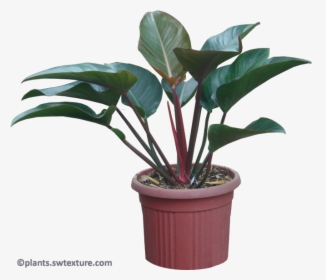 Philodendron Red Congo - Plant A Red Congo, HD Png Download, Transparent PNG