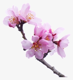 Cherry-blossom - Pink Flower Trees Transparent Background, HD Png Download, Transparent PNG