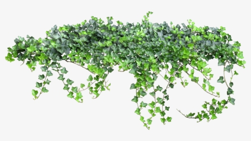 Tale Fairy Vine Ivy Texture Png Free Photo Clipart - Ivy Transparent Background, Png Download, Transparent PNG