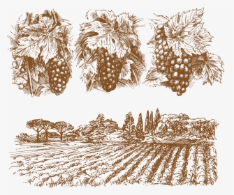 Wine Common Grape Vine - Drawings Of Grape Vines, HD Png Download, Transparent PNG