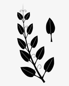 Vines Clipart Black And White, HD Png Download, Transparent PNG