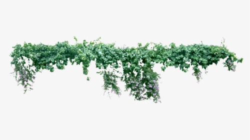 Vine Plant Liana Tree - Creeper Plant Png, Transparent Png, Transparent PNG