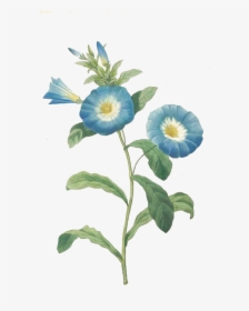Trumpet Vine Png - Vintage Flower Prints Blue, Transparent Png, Transparent PNG