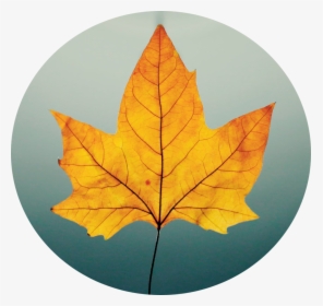 Fall Leaf, HD Png Download, Transparent PNG