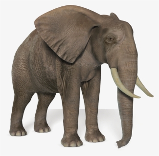 Transparent Elephant Png Images - African Forest Elephant Png, Png Download, Transparent PNG