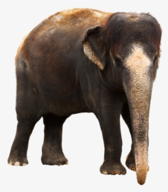 Elephant Behavior Png - Elephant Images Download, Transparent Png, Transparent PNG