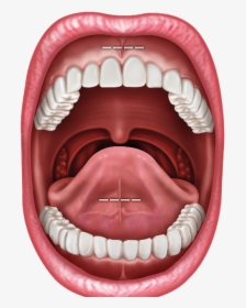 Illustration Of Inside Of Mouth - Dental Frenum, HD Png Download, Transparent PNG