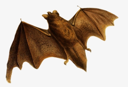 Transparent Flying Bats Png - Little Brown Myotis, Png Download, Transparent PNG