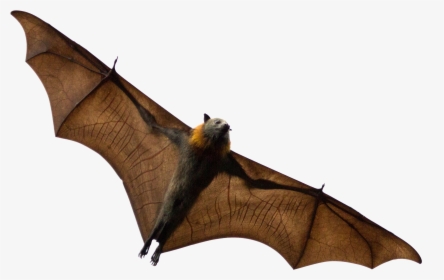 Bats Sleeping Png, Transparent Png - Grey Headed Flying Fox Png, Png Download, Transparent PNG