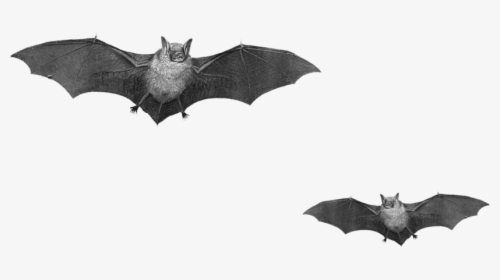 10 2 Halloween Bat Png Pic Clipart Image - Real Bats Png, Transparent Png, Transparent PNG