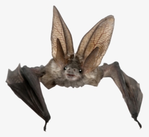 Cute Long Eared Bat, HD Png Download, Transparent PNG