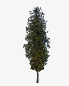 Pine Tree Png - Transparent Pine Trees Png, Png Download, Transparent PNG
